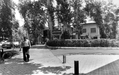 قصه‌ چندمین چنار؛ استنادی به نقش چنار در درام شهری تهران